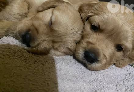 golden geant size puppy