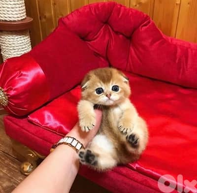 scottish gold 70485808