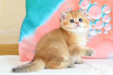 scottish gold 70485808