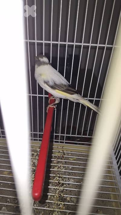 صور برج الشمالي