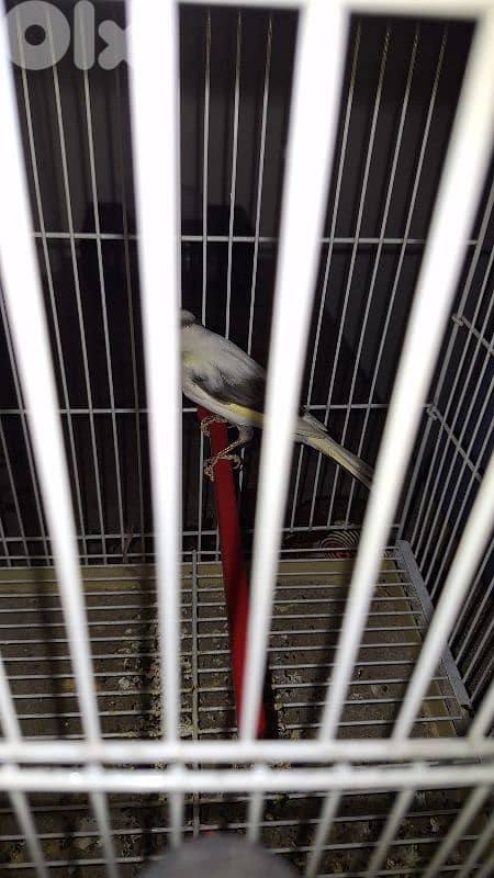 صور برج الشمالي 1