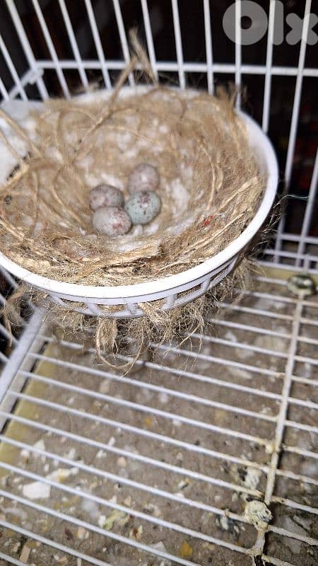 صور برج الشمالي 3