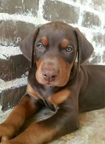 doberman European