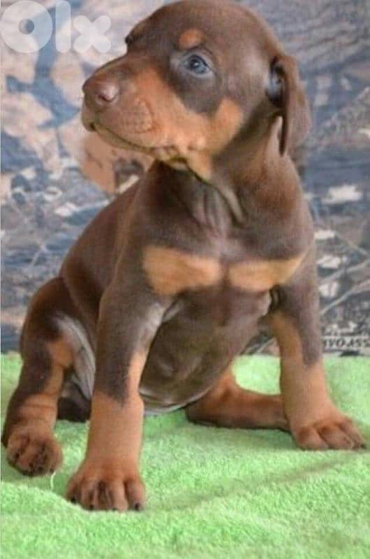 doberman European 2