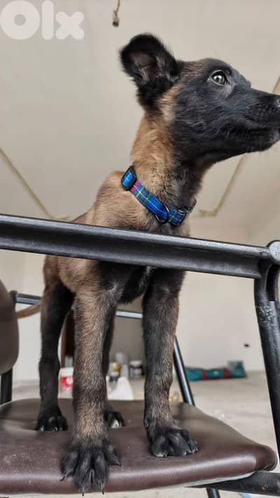 malinois for sale