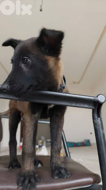 malinois for sale 1