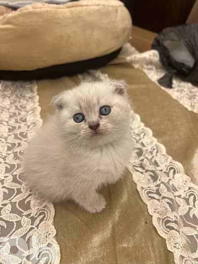 Scottish and British 81102512