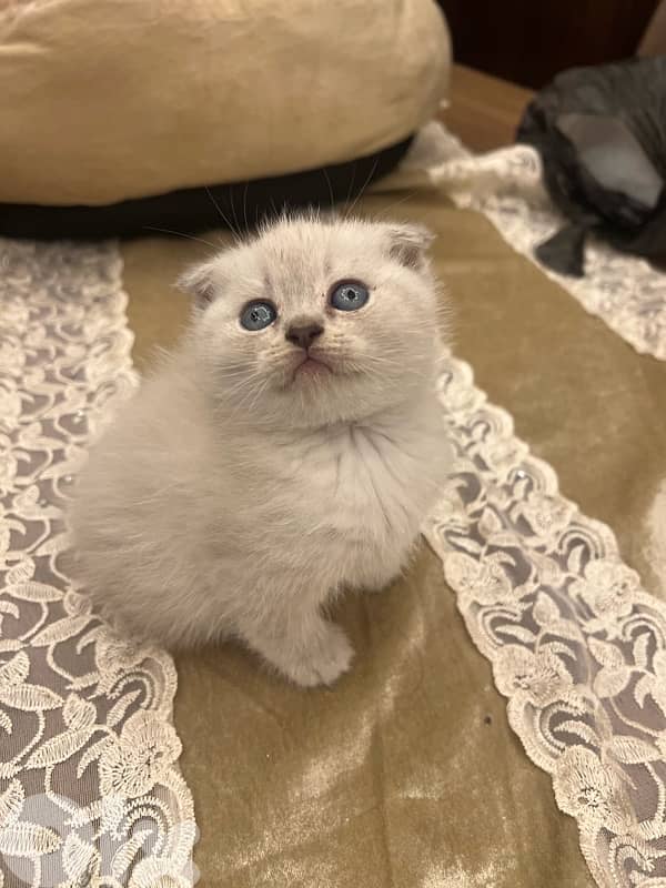 Scottish and British 81102512 2