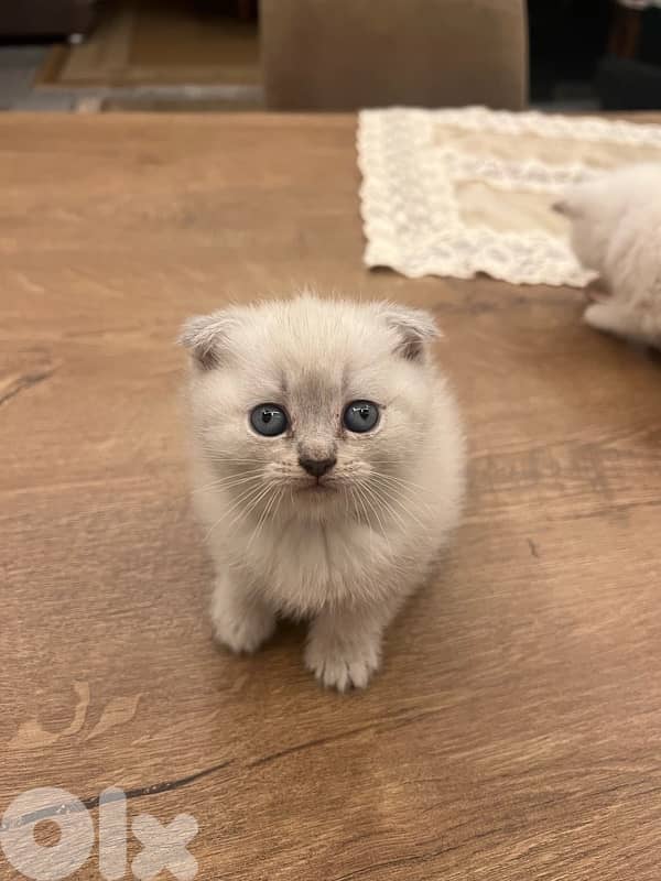 Scottish and British 81102512 3