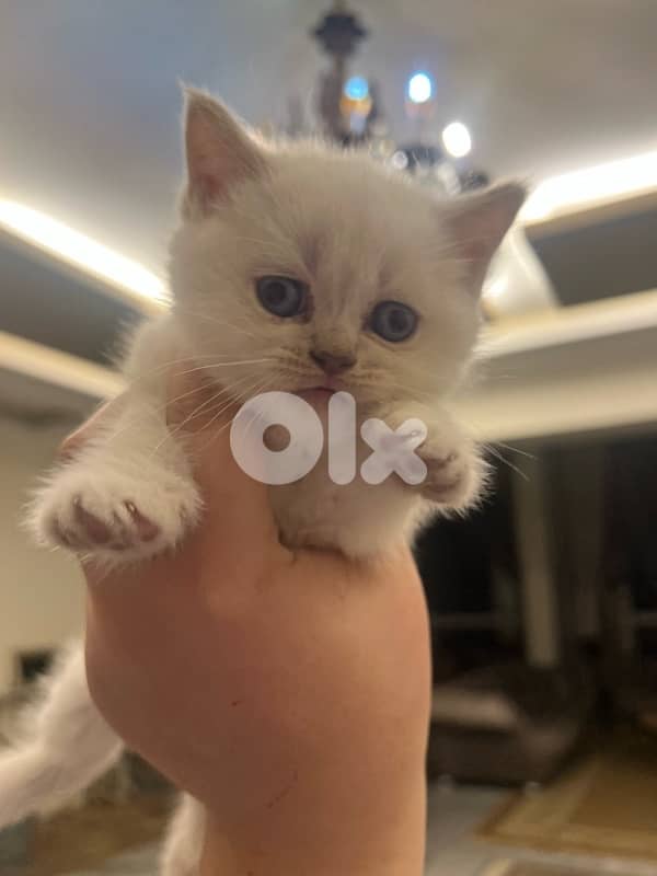 Scottish and British 81102512 5