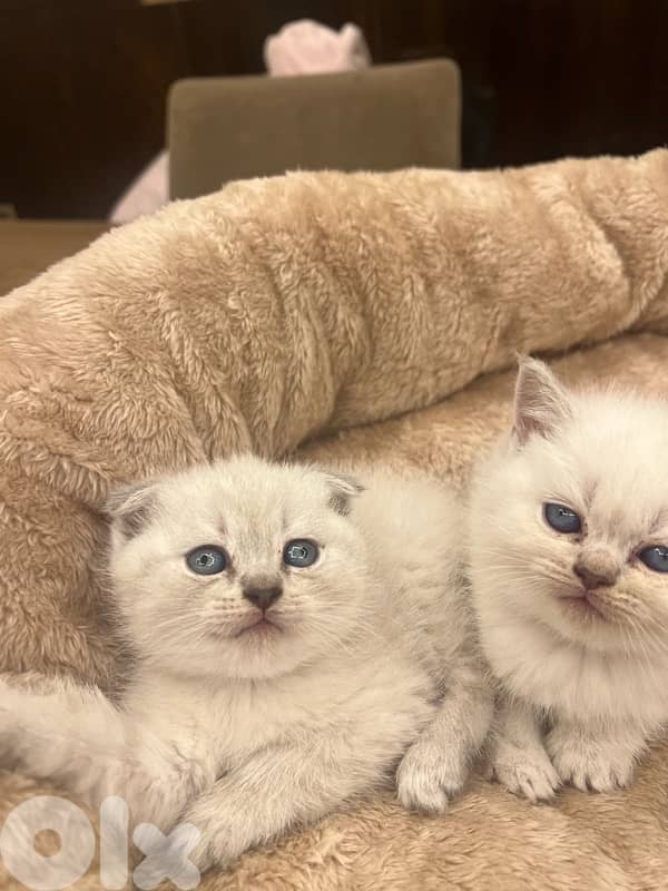 Scottish and British 81102512 6