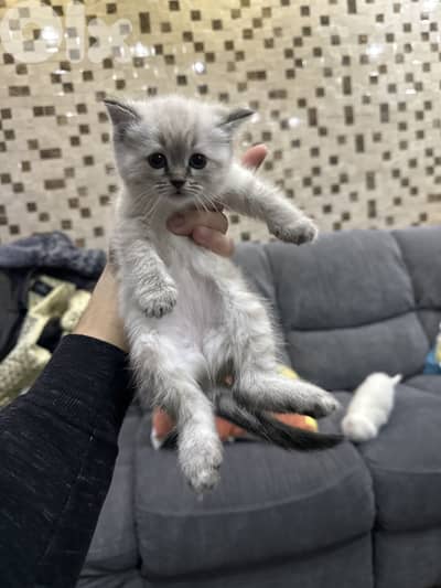 Pure British/scotish shorthair kittens