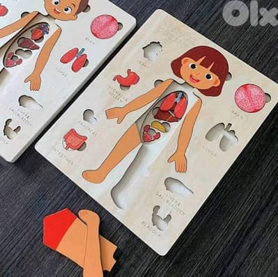 MY BODY ANATOMY BOARD