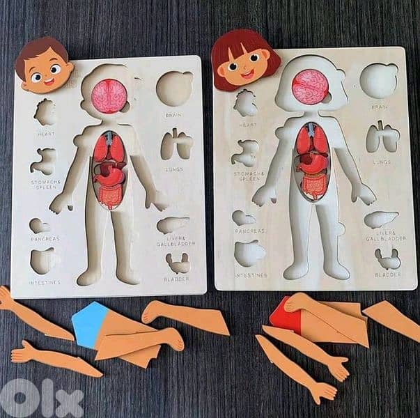 MY BODY ANATOMY BOARD 1