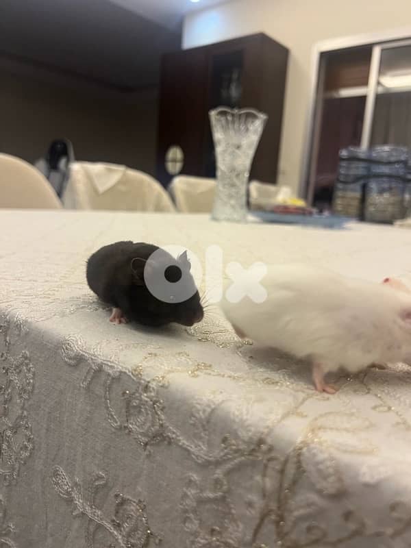 Super Tame, Family-Friendly Hamsters | هامسترات أليفة ولطيفة جدًا 7