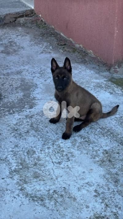 جرو مالنوا دم نار