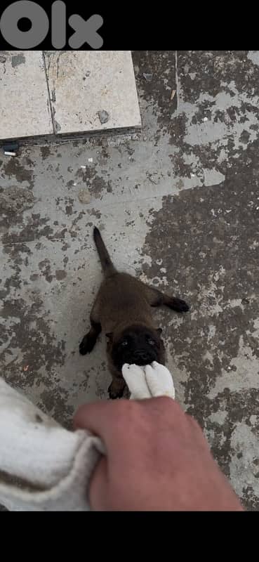 جرو مالنوا دم نار 1