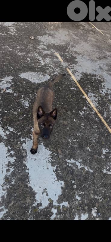 جرو مالنوا دم نار 2