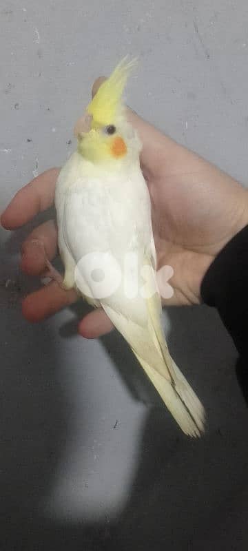 كروان لاتينو عيون حمر تزقيم اخر فطامو