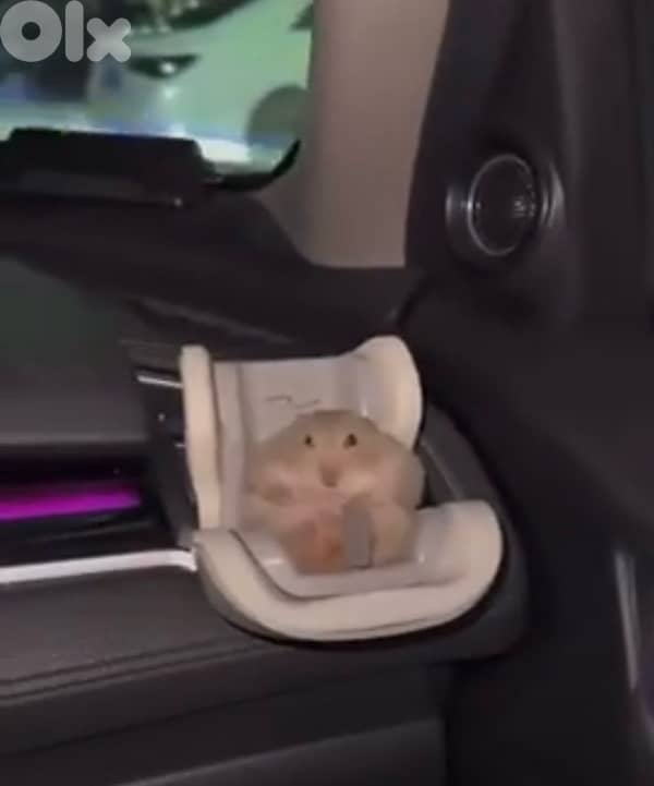 Super Tame, Family-Friendly Hamsters | هامسترات أليفة ولطيفة جدًا 8