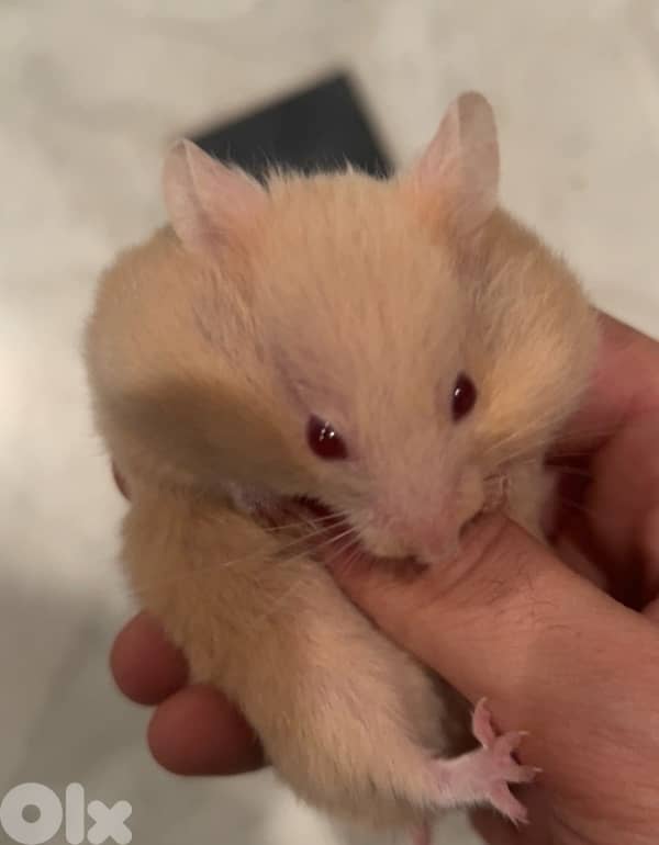 Super Tame, Family-Friendly Hamsters | هامسترات أليفة ولطيفة جدًا 9