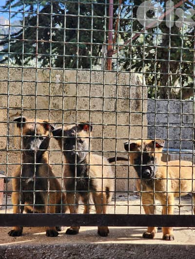 malinois puppies