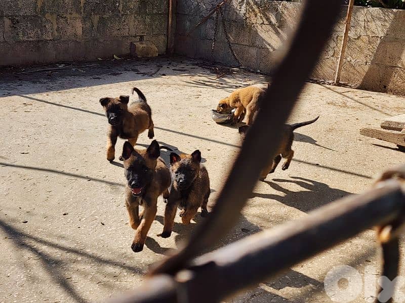 malinois puppies 1