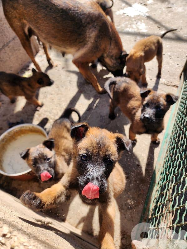 malinois puppies 2