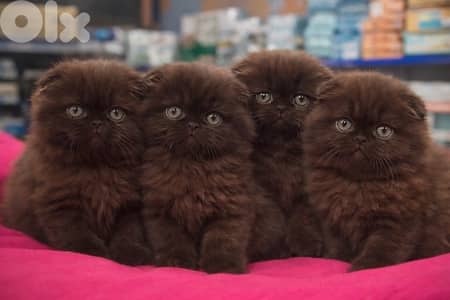 scotishfold chocolate