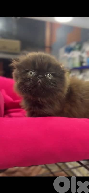 scotishfold chocolate 1