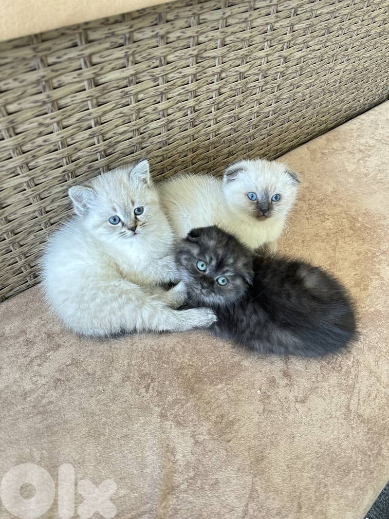 Pure British/scotish shorthair kittens 1