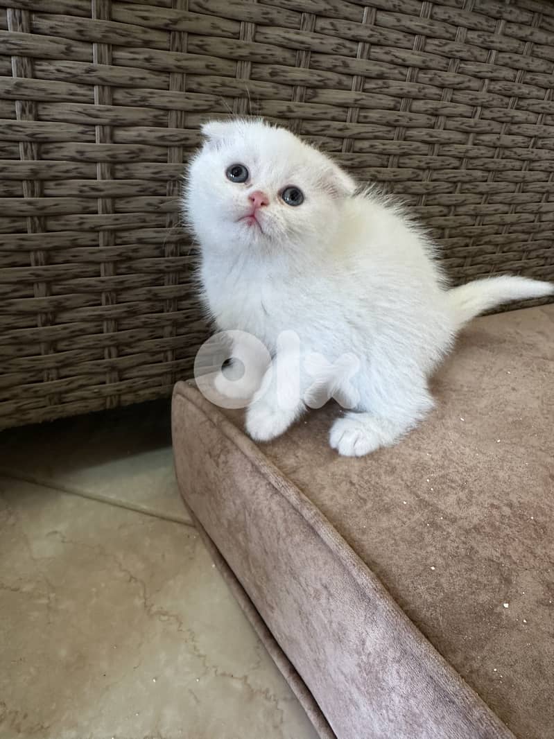 Pure British/scotish shorthair kittens 3