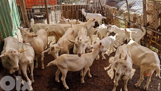 (ماعز سويسري للبيع (حوامل أصلي