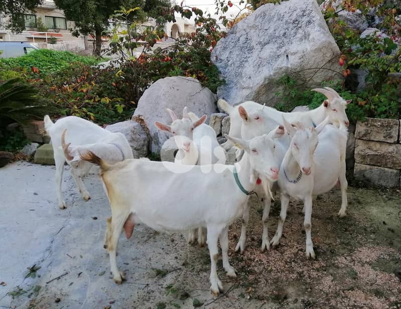 (ماعز سويسري للبيع (حوامل أصلي 3