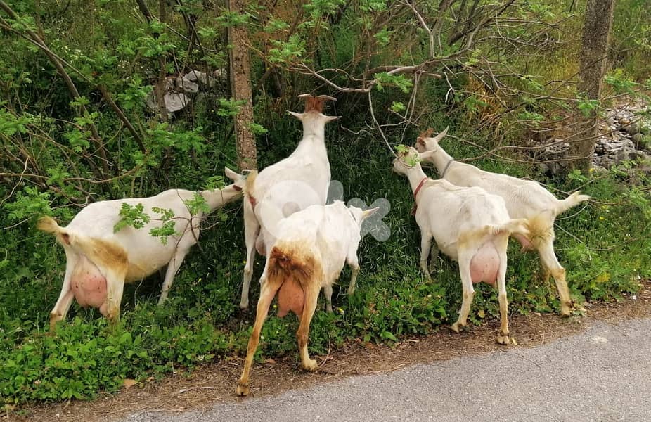 (ماعز سويسري للبيع (حوامل أصلي 4