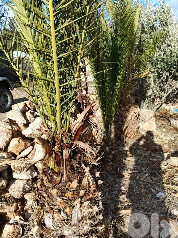 دير الأحمر 1