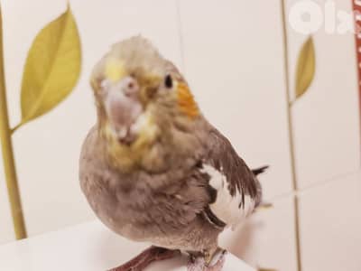 كروان أنثى مروض