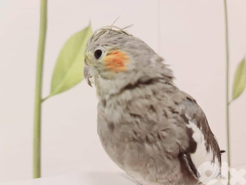 كروان أنثى مروض 1