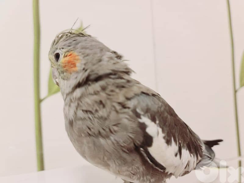 كروان أنثى مروض 2