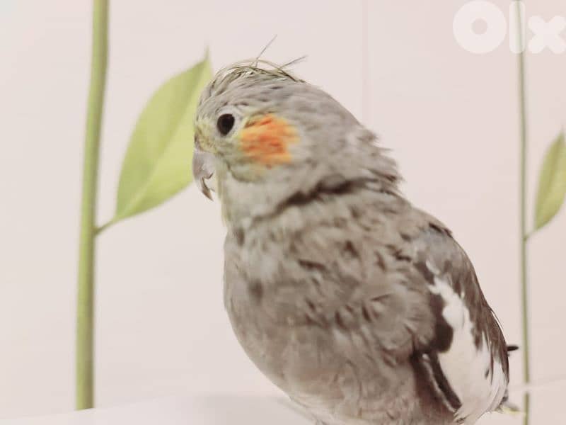 كروان أنثى مروض 4