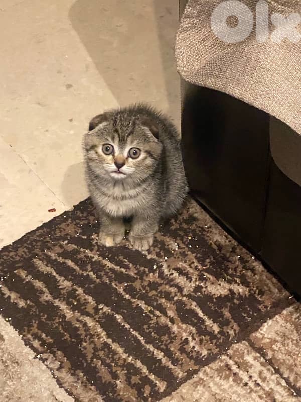 mixed scottish fold 1