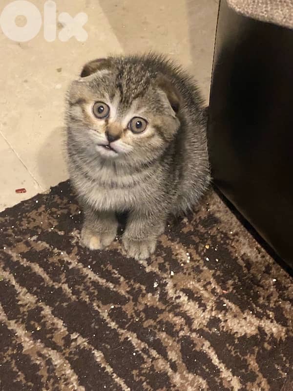 mixed scottish fold 2