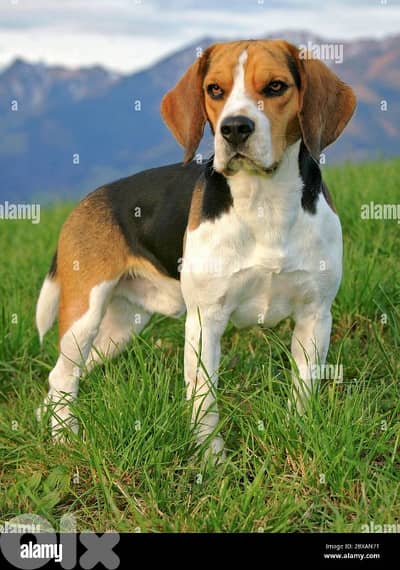 need a beagle male dog for mate