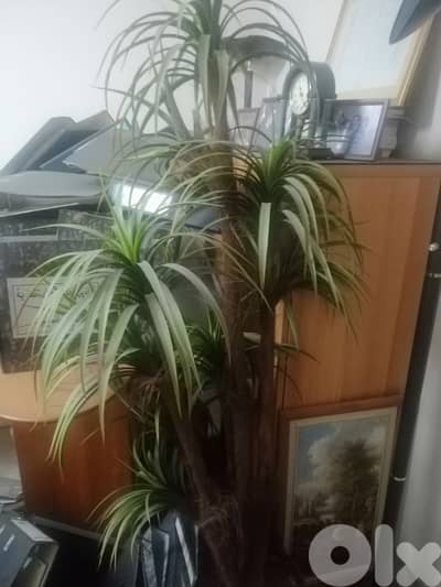 نبات اصطناعي