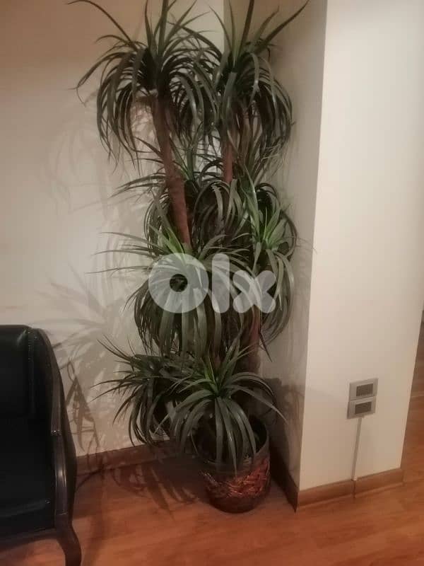 نبات اصطناعي 1