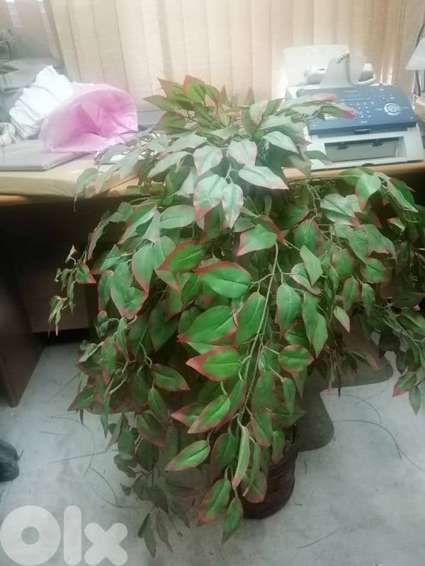 نبات اصطناعي 2