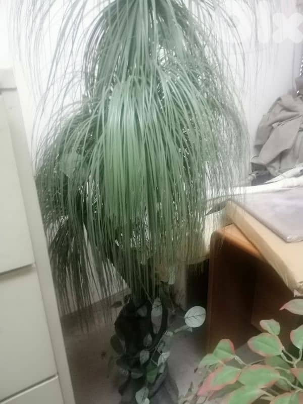 نبات اصطناعي 3