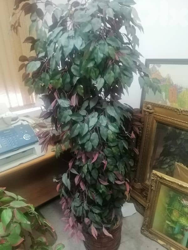 نبات اصطناعي 4