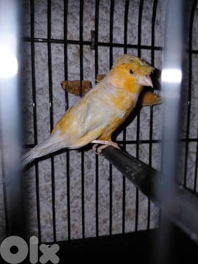 دكر كنار رينغ ال2024