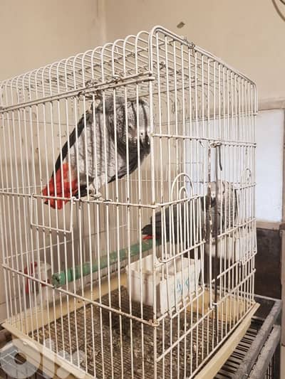 جوز بغبغات انثى وذكر عقلي متكلمين صحه جيده جدا